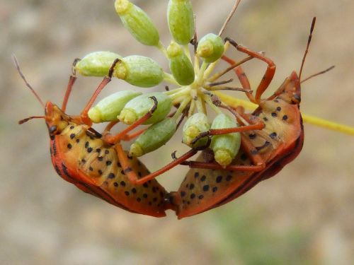 beetles bugs reproduction