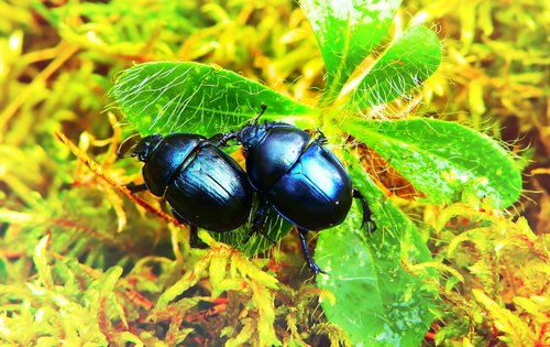 beetles forest  insects  plant