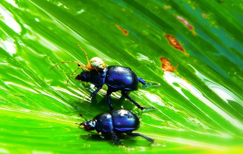 beetles forest  arachnid  victim