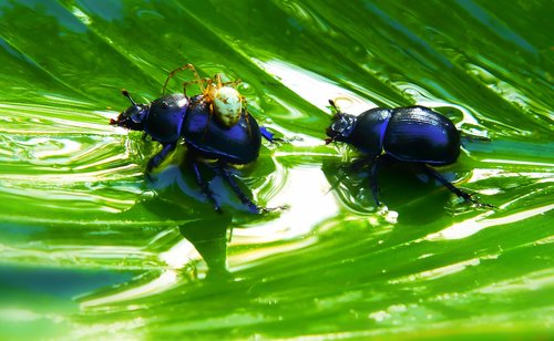 beetles forest  arachnid  victim