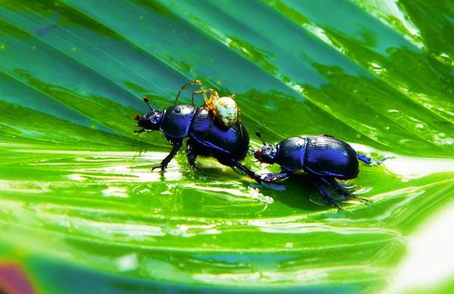 beetles forest  arachnid  victim