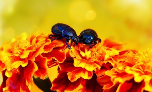 beetles forest  insects  the beetles