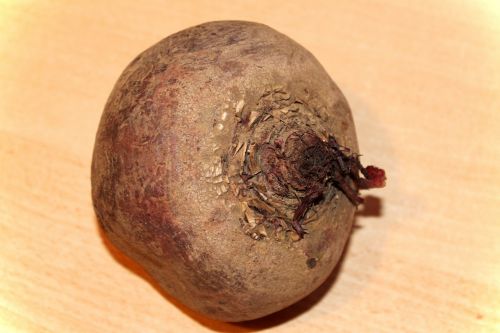 beetroot turnip beet
