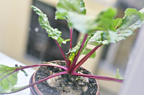 beetroot plant garden