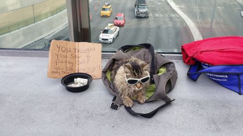 begging cat vegas