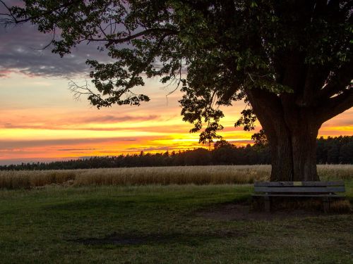 beginning of summer sunset tree