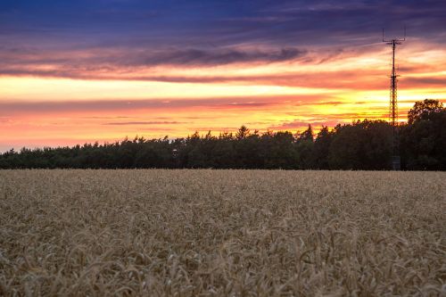 beginning of summer cornfield sunset