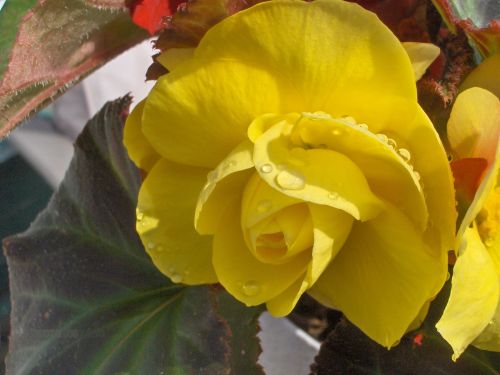 Begonia (1)