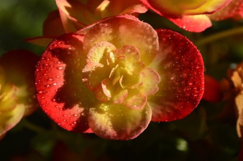 begonia flower red