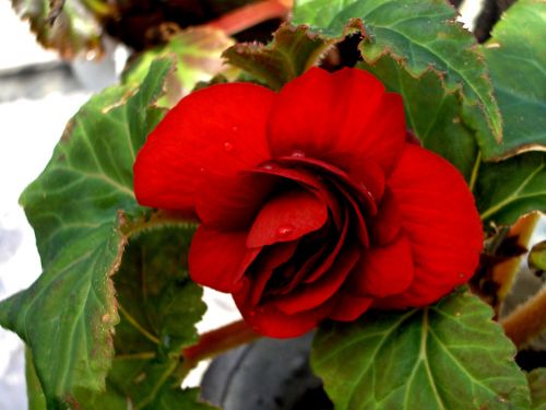 Begonia (2)