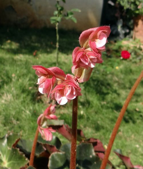 begonia flower leaves