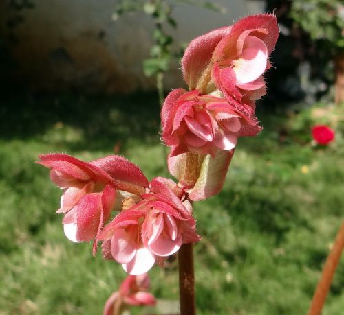 begonia flower close-up