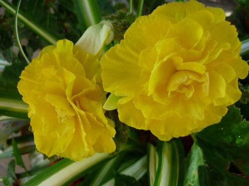 begonia flower yellow