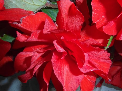 begonia  flower  red