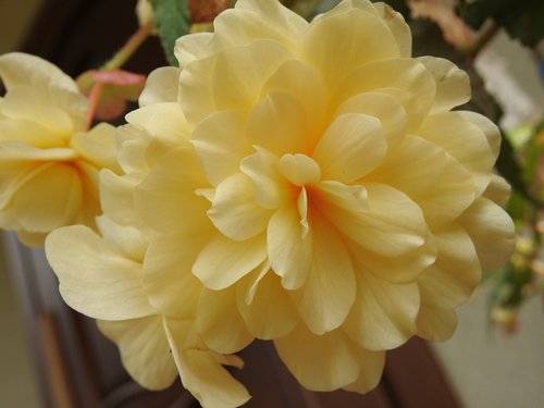 begonia  flower  flowers