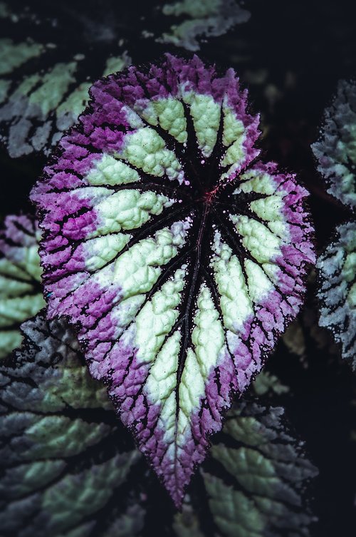 begonia  leaf  plant