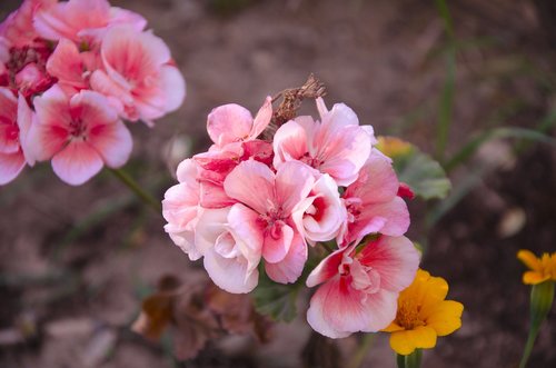 begonia  flowers  garden