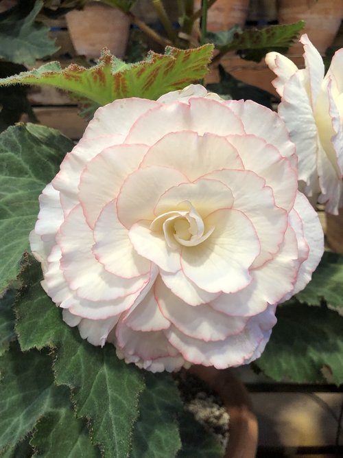 begonia  flower  bloom