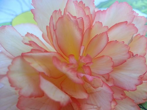 begonia flower macro