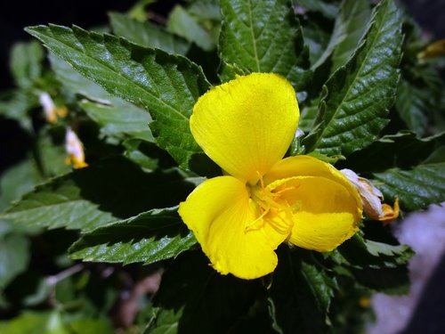 begonia  flower  yellow