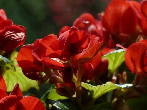 begonia schiefblatt skew sheet plant