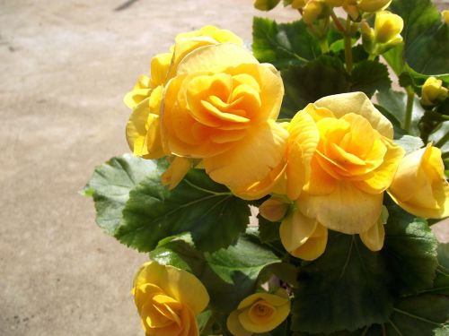 begonia yellow flower flower