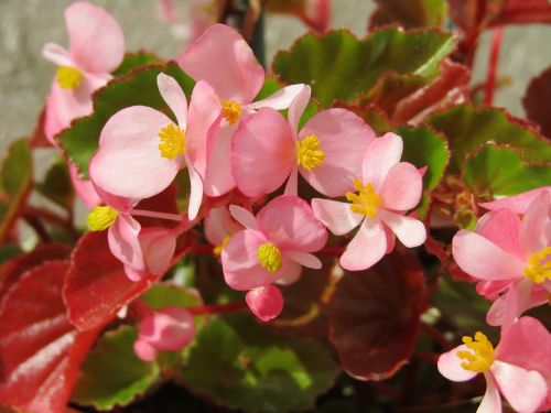 begonia flowers pink