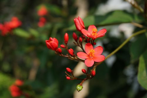 begonia flower park bloom