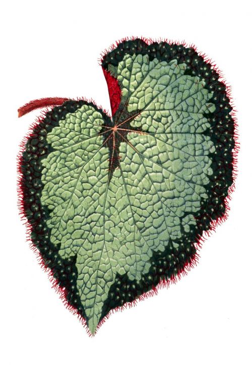 begonia leaf botany leaf