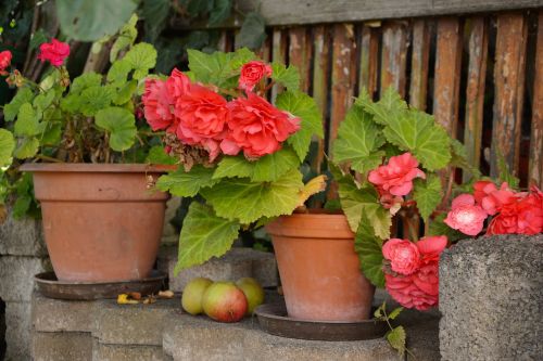 begonias flower pots potted flowers