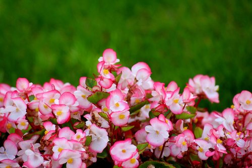 begonias  flowers  decorative