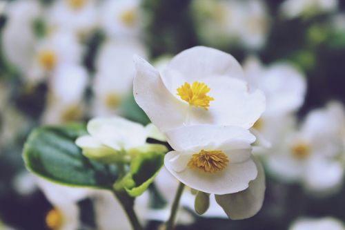 begonias flowers white