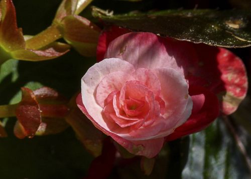 begonie garden flower