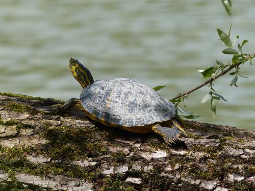 behind brühler lake water turtle turtle