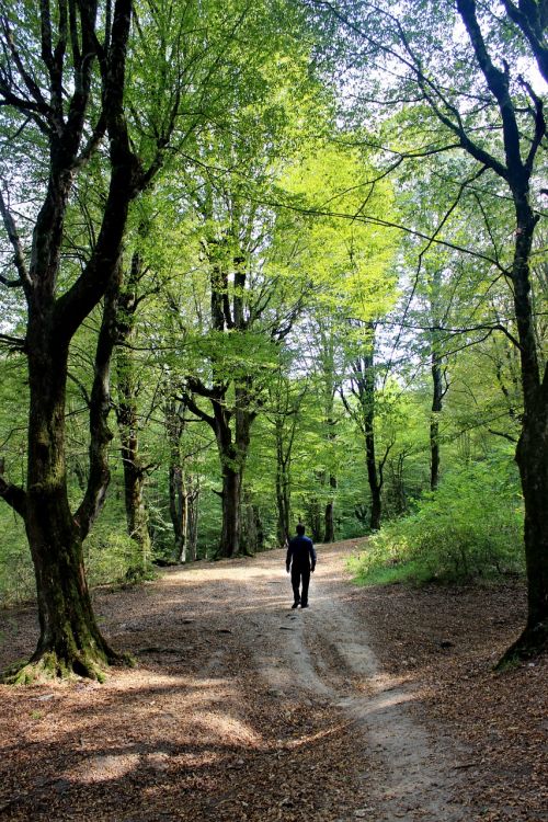 forest behshahr iran