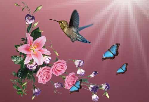 beija flor hummingbirds birds