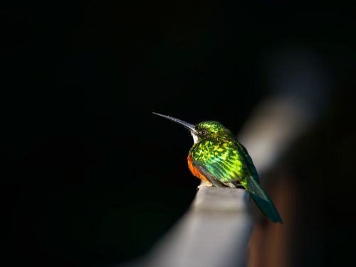 beija flor bird fauna