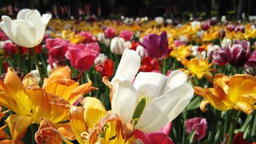 beijing jingshan park tulip