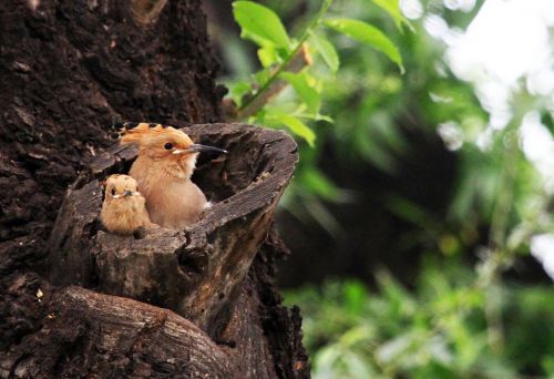 beijing hoopoe birds