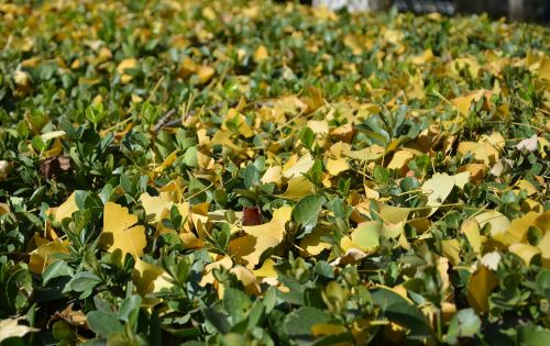 beijing ginkgo winter