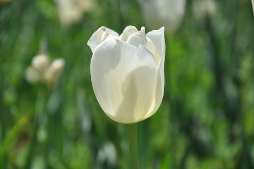 beijing  fresh flower harbor  tulip