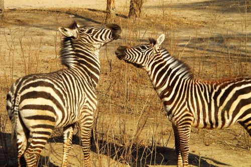 beijing zoo zebra
