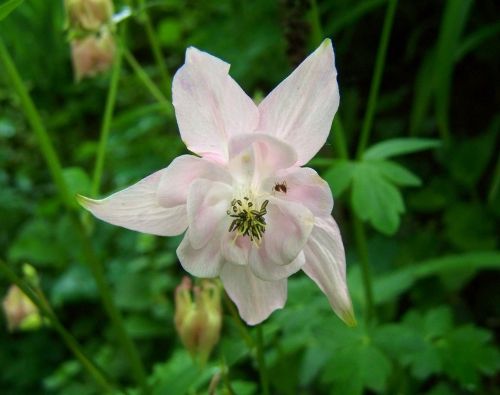 belfry pale pink spring flower