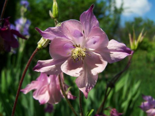 belfry pale pink spring flower