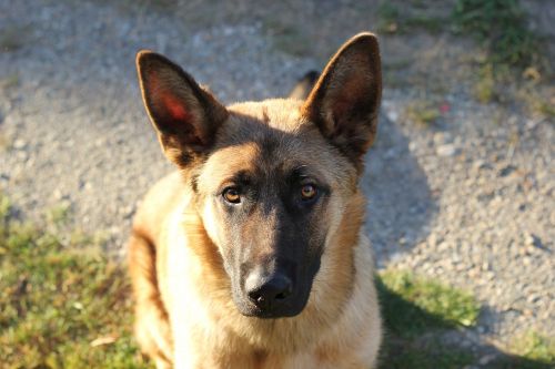 belgian sheepdog pet