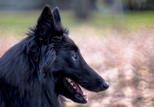 belgian sheepdog dog black