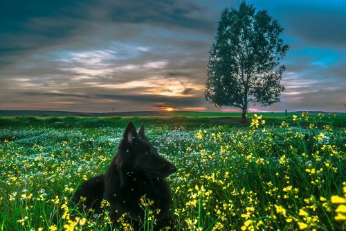 belgian sheepdog dog black