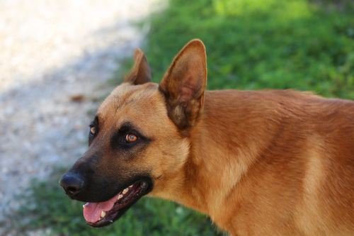 belgian sheepdog young guard