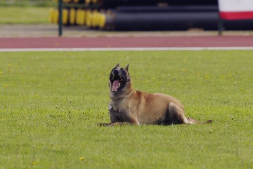 belgian shepherd malinois dog