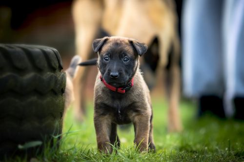 belgian shepherd dog puppy wildlife photography